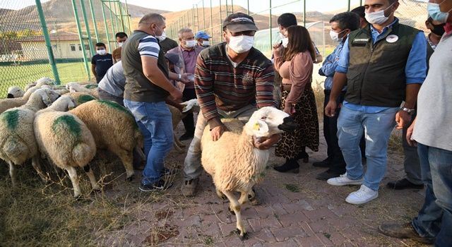 Kayseri'de damızlık koç dağıtıldı