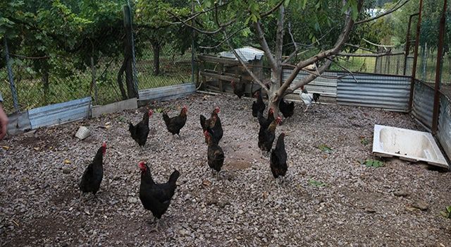 Kocaeli çiftçisine 20 bin tavuk desteği