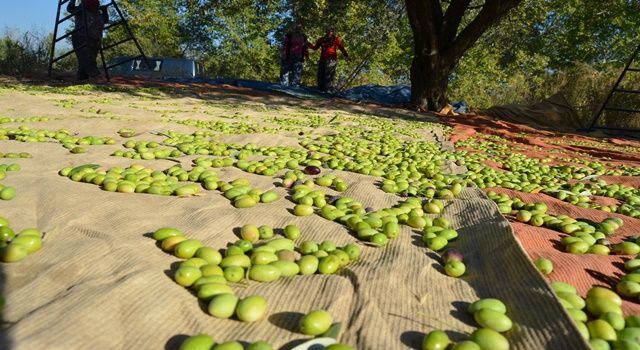 Pandemi, sofralık zeytin ihracatında rekor getirdi