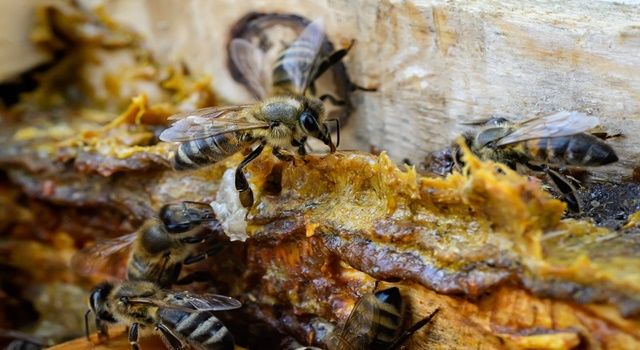 Propolis Koronavirüs’te Hem Korunmaya Hem de İyileşmeye Destek Oluyor