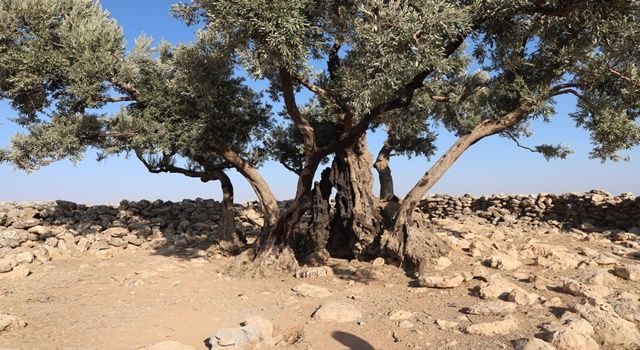 Şanlıurfa'da 1350 yıllık Zeytin ağacı bulundu