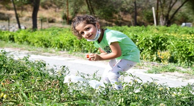 Üreğil Millet Bahçesi tarım alanı halka açıldı