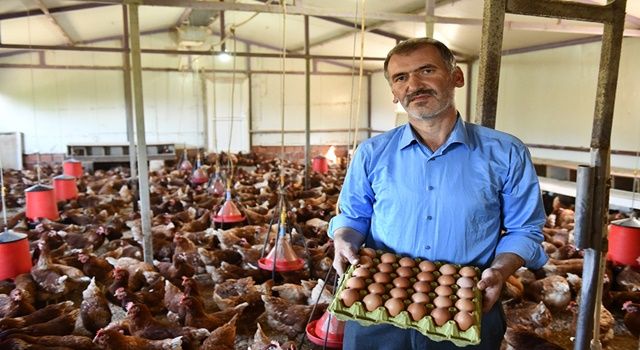 Yarka tavukları üreticinin umudu oldu