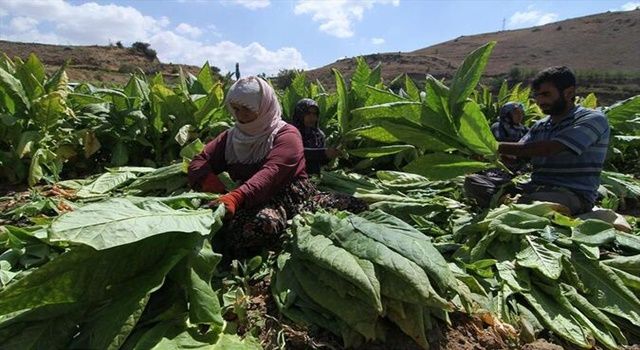 "Yüzde 30 yerli tütün zorunluluğu" tütün üreticilerini sevindirdi