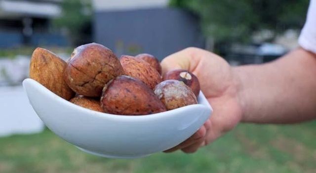 Avokado talebine yetişemeyen üreticiler, çekirdek toplamaya başladı