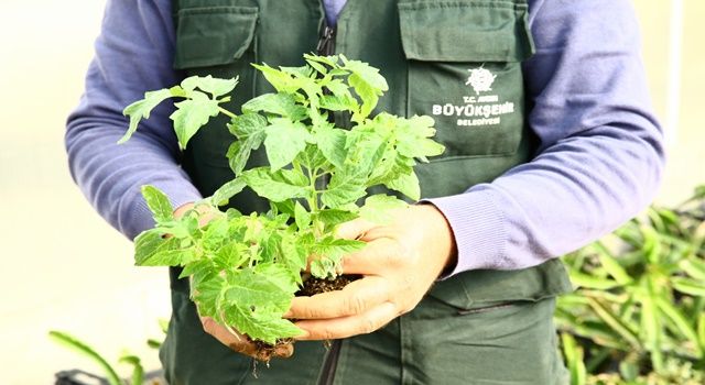 Aydın Büyükşehir Belediyesi Ata Tohumlarını bu yıl da toprakla buluşturdu