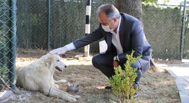 Büyükşehir’den can dostlarına modern yuva