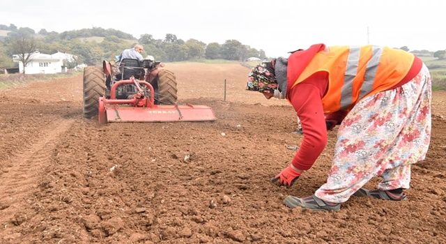 Çan Belediyesi 20 bin salep fidesini toprakla buluşturuyor