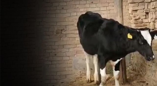 Çin'de bulunan 5 bacaklı inek görenleri şaşırttı