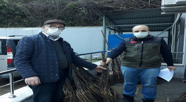 Giresun’da Çiftçilere Sertifikalı Meyve Fidanı Dağıtıldı