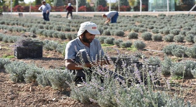 Karatay’da mis kokulu lavantaların ikinci hasadı yapıldı