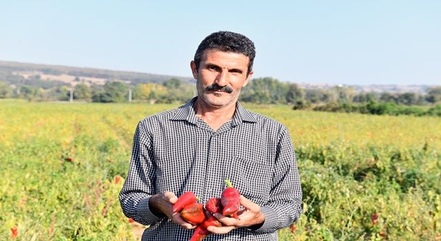 Kırmızı biber toplanmadan alıcı buluyor