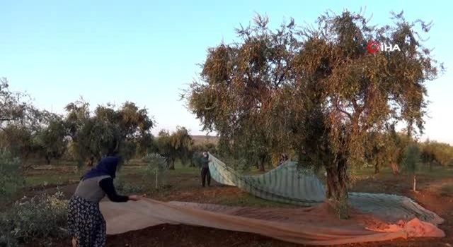 Kısıtlamadan muaf olan zeytin üreticileri hasat yaptı