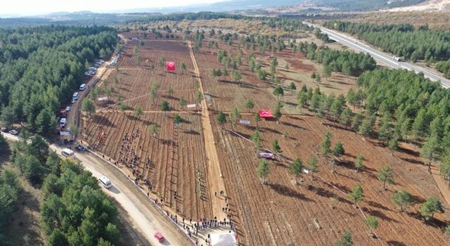 Safranbolu'da 100 Bin Fidan Toprakla Buluşturuldu