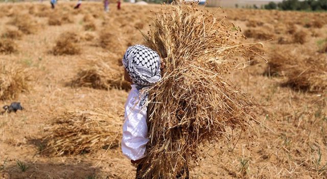 Sarıbal, tarım krizinde çözüm yollarını anlattı: "Çiftçinin alın terini birkaç şirkete yedirmeyeceğiz"