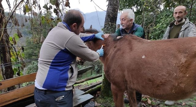 Tek Tırnaklı Hayvanlar Kayıt Altına Alınıyor