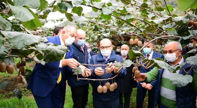 Trabzon’da Alternatif Ürün Kivinin Hasadı Başladı