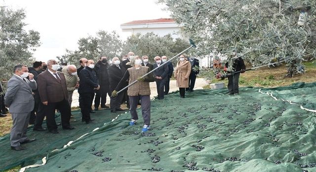 Vali Yıldırım Zeytin Hasadına Katıldı