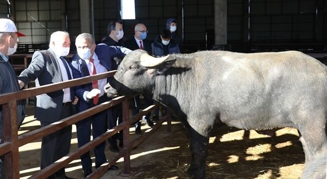 Yetiştiricilere Hibe Damızlık Manda Combası Dağıtıldı