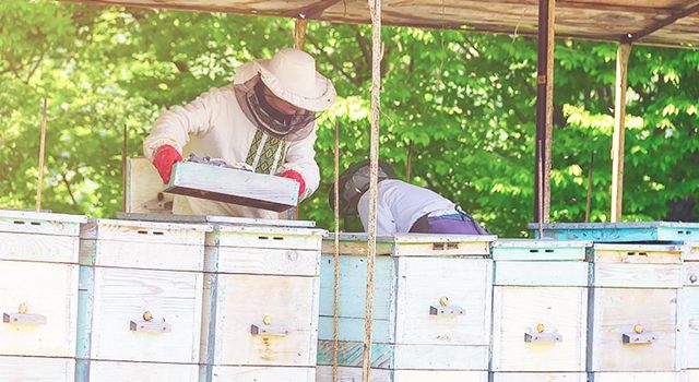 2020 Yılı Arılı Kovan ve Damızlık Ana Arı Desteğinin Şartları Değiştirildi ve Başvuru Süresi Uzatıldı