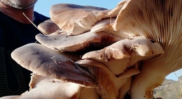 5 kilo 624 gram ağırlığındaki mantar şaşırttı