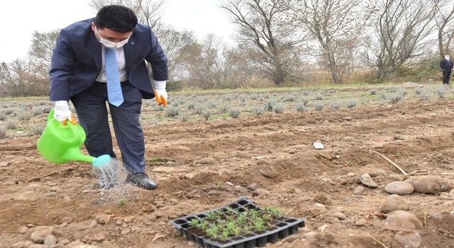 Altıeylül Belediyesi tıbbi ve aromatik bitkiler yetiştiriyor