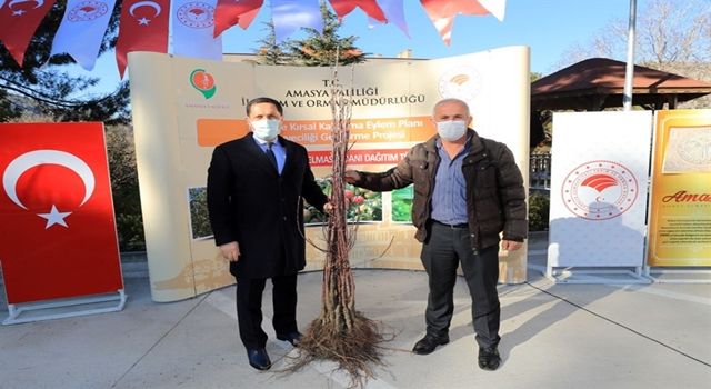 Amasya'da çiftçilere 'Amasya Misket Elması' fidanı dağıtıldı