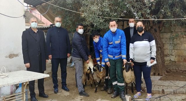 Aydın Büyükşehir Belediyesi Sakız Koyunu dağıtımını artırarak devam ediyor