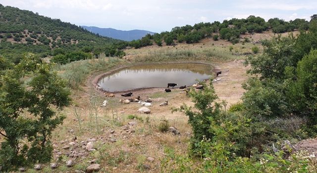 Büyükşehir’den 10 yeni hayvan içme suyu göleti