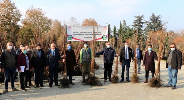 Çiftçilere 10 Bin Adet Trabzon Hurması Ve Ceviz Fidanı Dağıtıldı