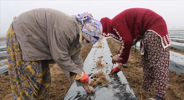 Diyarbakır'da kadınlara istihdam için çilek bahçesi oluşturuldu