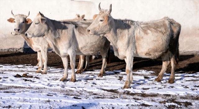 Kaybolmaya yüz tutan 'Zavot sığırı' sayısı desteklerle 9 kat arttı