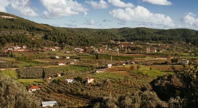 Köylüler Asırlık Zeytin Ağaçlarını Korumak İçin Dava Açtı