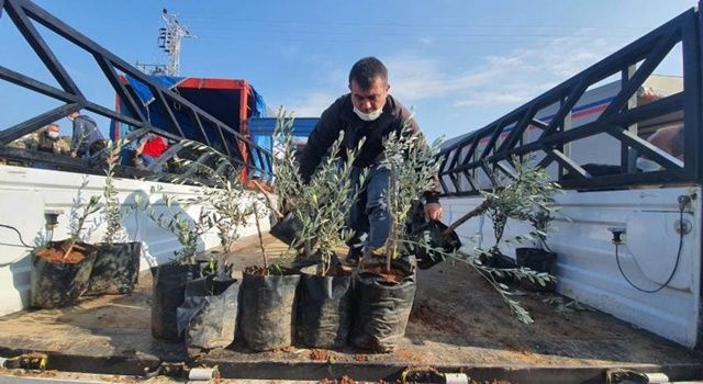 Mersin Büyükşehir’den Kaliteli Ürün İçin Çiftçilere Kaliteli Fidan Desteği