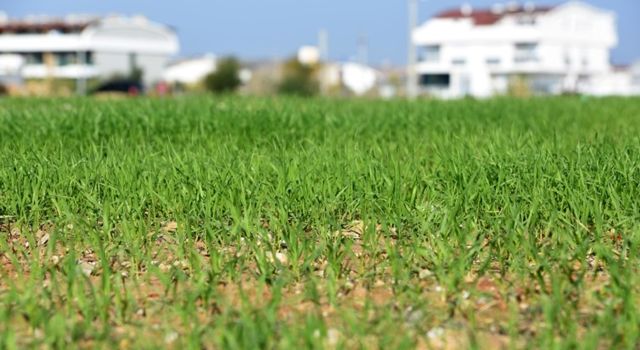 Muratpaşa'nın buğdayları filizlendi