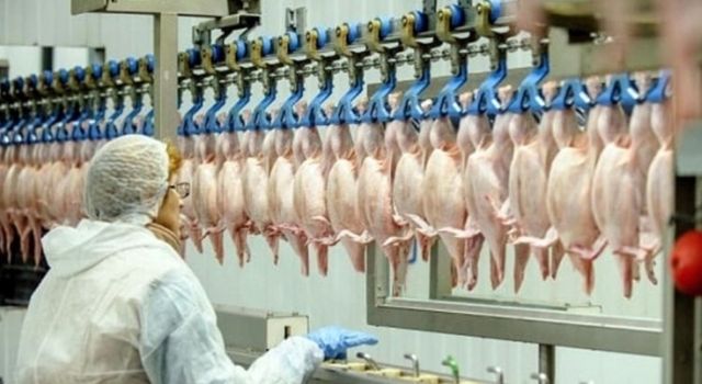 Tavuk eti üretimi 172 bin 439 ton, tavuk yumurtası üretimi 1,7 milyar adet olarak gerçekleşti