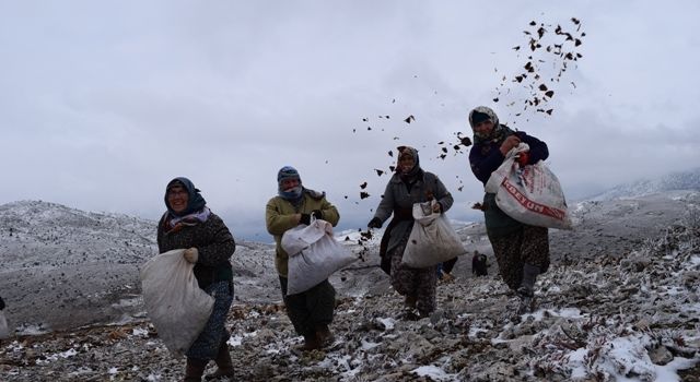 Torosların Süsü Sedir Ağacı Tohumları Toprakla Buluştu