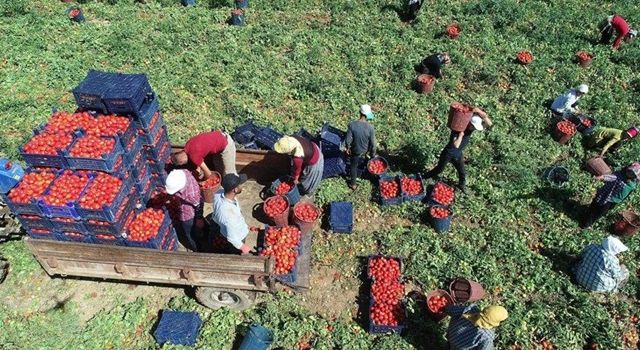 Ülkeyi doyuran çiftçi kendini doyuramıyor