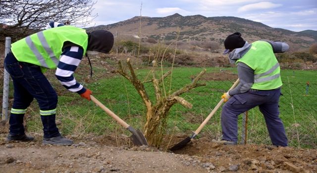 Aliağa Belediyesi’nden Çıtak Mahallesi’ne 600 Nar Ağacı