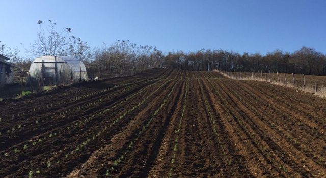 Alım garantili ‘Tıbbi ve Aromatik Bitki Yetiştiriciliği’ Kocaeli’nin tüm ilçelerini kapsayacak şekilde genişletildi