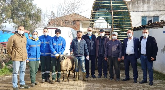 Aydın Büyükşehir Belediyesi üreticilere verimi yüksek sakız koçu hibe etmeye devam ediyor