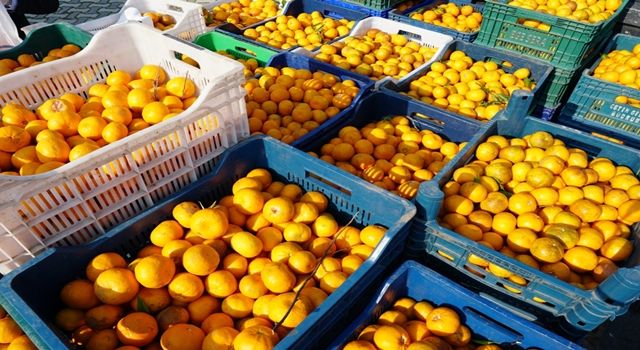 Bodrum'da 3 ton mandalina ücretsiz olarak dağıtıldı