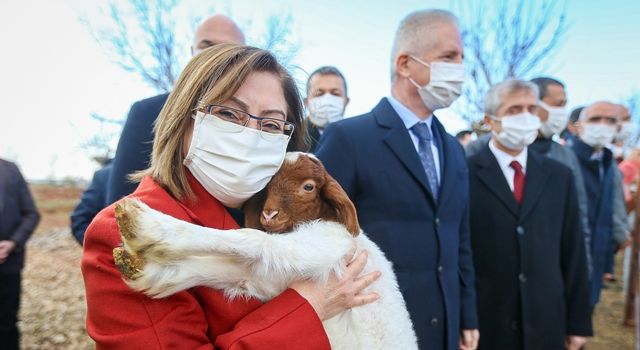 Çiftçilere Yönelik Küçükbaş Hayvan Desteği Başladı