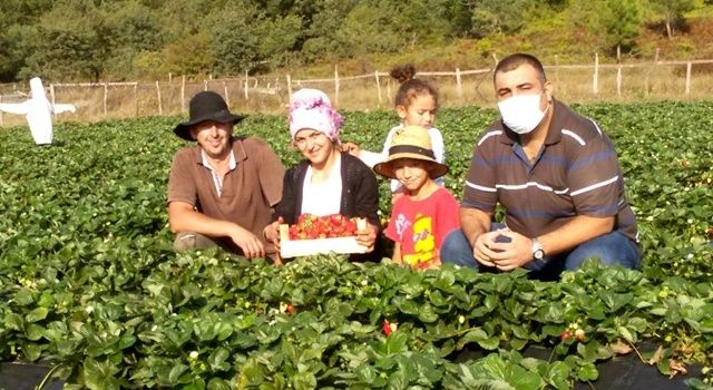 Çilek Projeleri İle Çiftçinin Yüzü Gülüyor