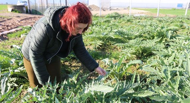 Efeler Belediyesi Enginar Üretimine Başladı