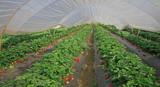 Gıda Güvenliği için dev adım ‘Kullandığımız Pestisitleri Biliyoruz’ projesi