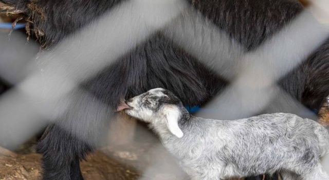 Haydi Gel Köyümüze Destek Verelim Projesi Yeni Doğumlarla Büyüyor