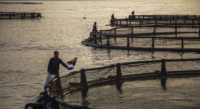 İhraç edilen her dört balıktan üçünü Egeli balıkçılar ihraç etti