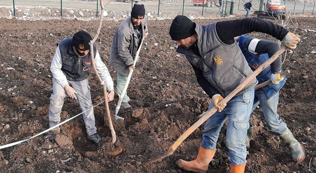 Keçiören Belediyesi 17 dönümlük meyve bahçesi kuruyor