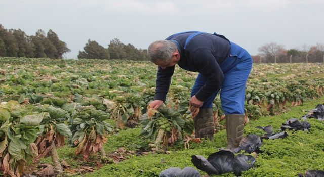 Kullandıkları pestisitlerden zehirlenen çiftçilerin ve tarım işçilerinin sayısı dünya genelinde son 30 yılda yaklaşık 15 kat arttı.